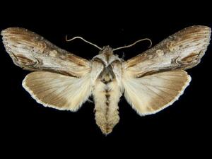 Cucullia montanae