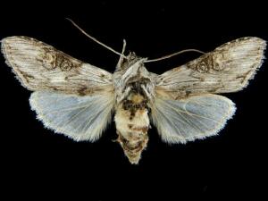 Cucullia basipuncta