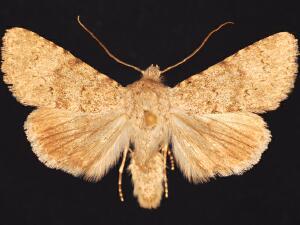 Scotogramma densa