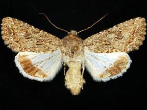 Scotogramma orida