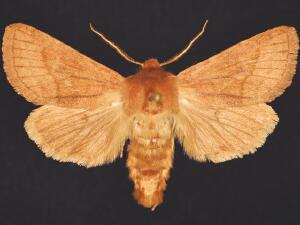 Nephelodes demaculata