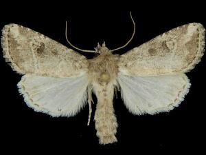 Anhimella pacifica