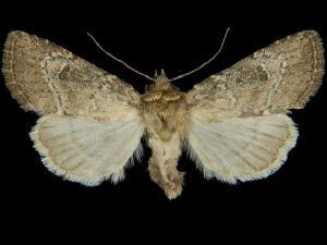 Anhimella pacifica