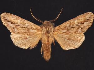 Engelhardtia ursina