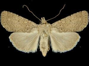 Euxoa permixta