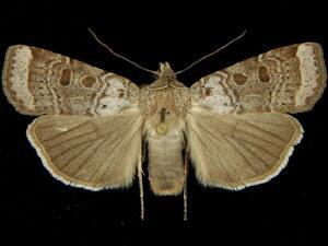 Abagrotis turbulenta