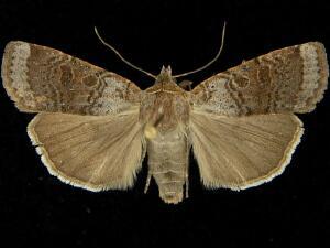 Abagrotis turbulenta