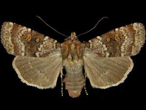 Abagrotis pulchrata