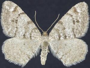 Macaria sexmaculata