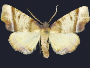 Plagodis phlogosaria