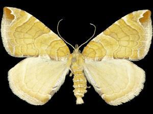 Eulithis molliculata