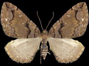 Anticlea vasiliata