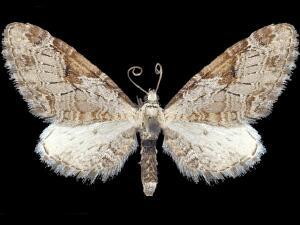 Eupithecia nevadata