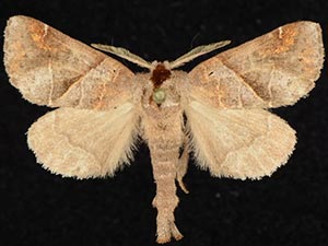Clostera jocosa