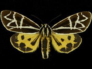 Apantesis elongata