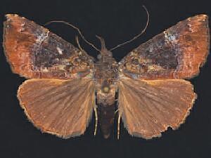 Hypena vetustalis