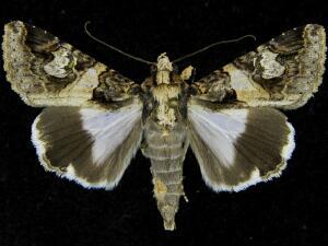 Melipotis famelica
