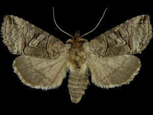 Abrostola urentis