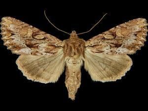 Apamea antennata