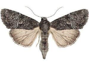 Neoligia invenusta