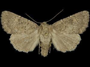 Aseptis ethnica
