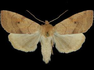 Enargia infumata