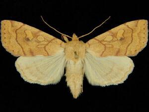 Enargia fausta