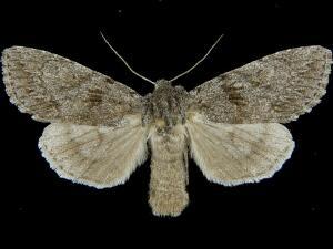 Andropolia contacta
