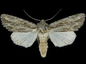 Rhizagrotis albalis