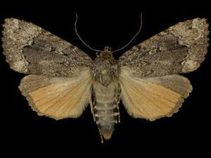 Amphipyra pyramidoides