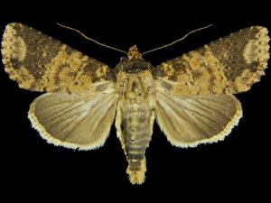 Condica cupentia