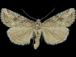 Afotella cylindrica