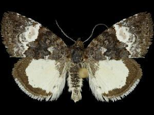 Annaphila diva