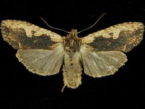 Lithophane hemina