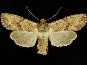 Lithophane hemina