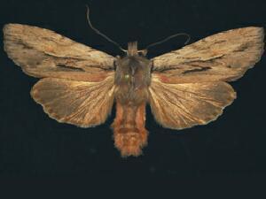 Lithophane thujae