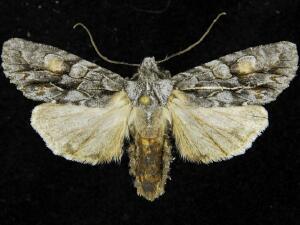 Lithophane nasar
