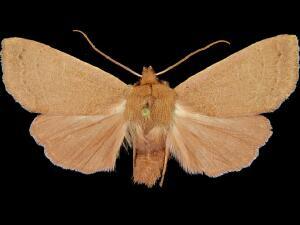 Mesogona rubra