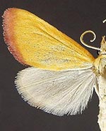 Xanthostege roseiterminalis