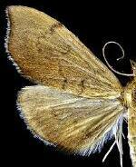 Sericoplaga externalis