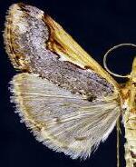 Loxostege albiceralis