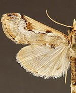 Loxostege floridalis