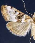 Loxostege kearfottalis