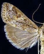 Loxostege allectalis