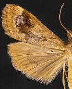 Loxostege typhonalis