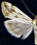 Loxostege oberthuralis