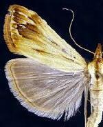 Loxostege egregialis