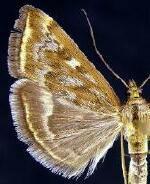 Loxostege munroealis