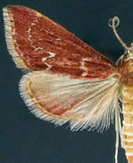 Pyrausta roseivestalis