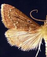 Pyrausta roseivestalis